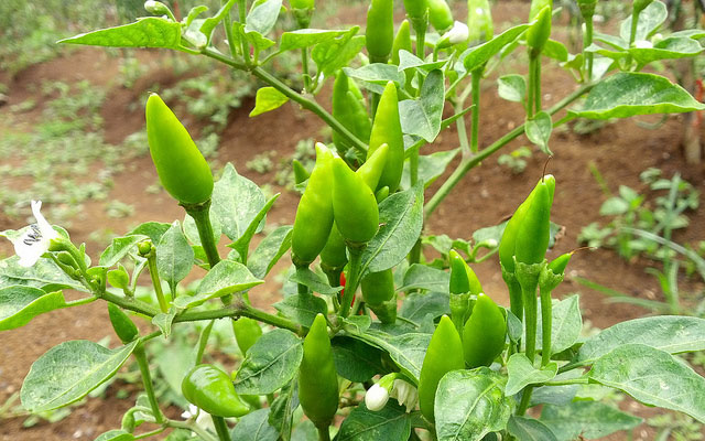 cabe rawit