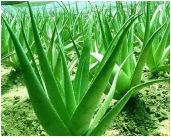 aloe vera lidah buaya